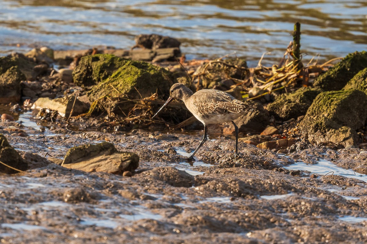 Bar-tailed Godwit - ML645495478
