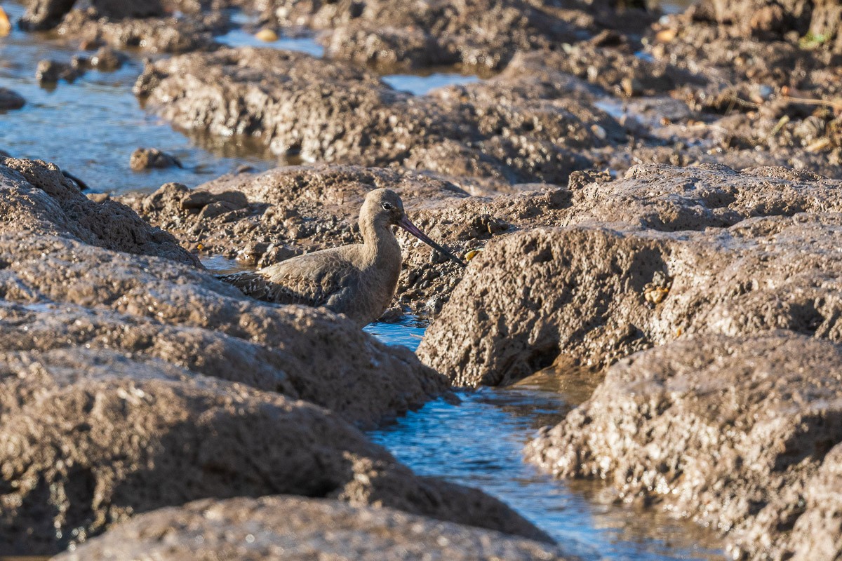 Bar-tailed Godwit - ML645495479