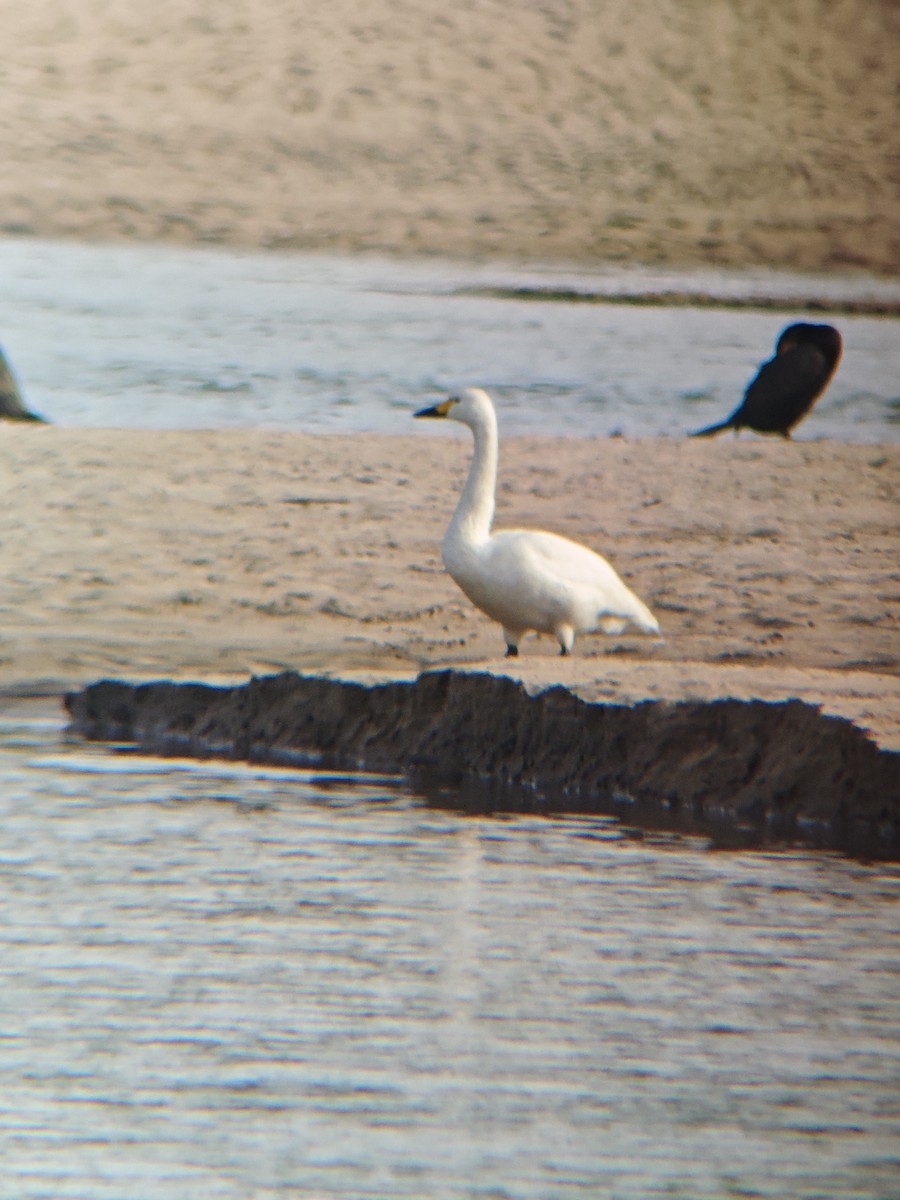 labuť malá - ML645495481