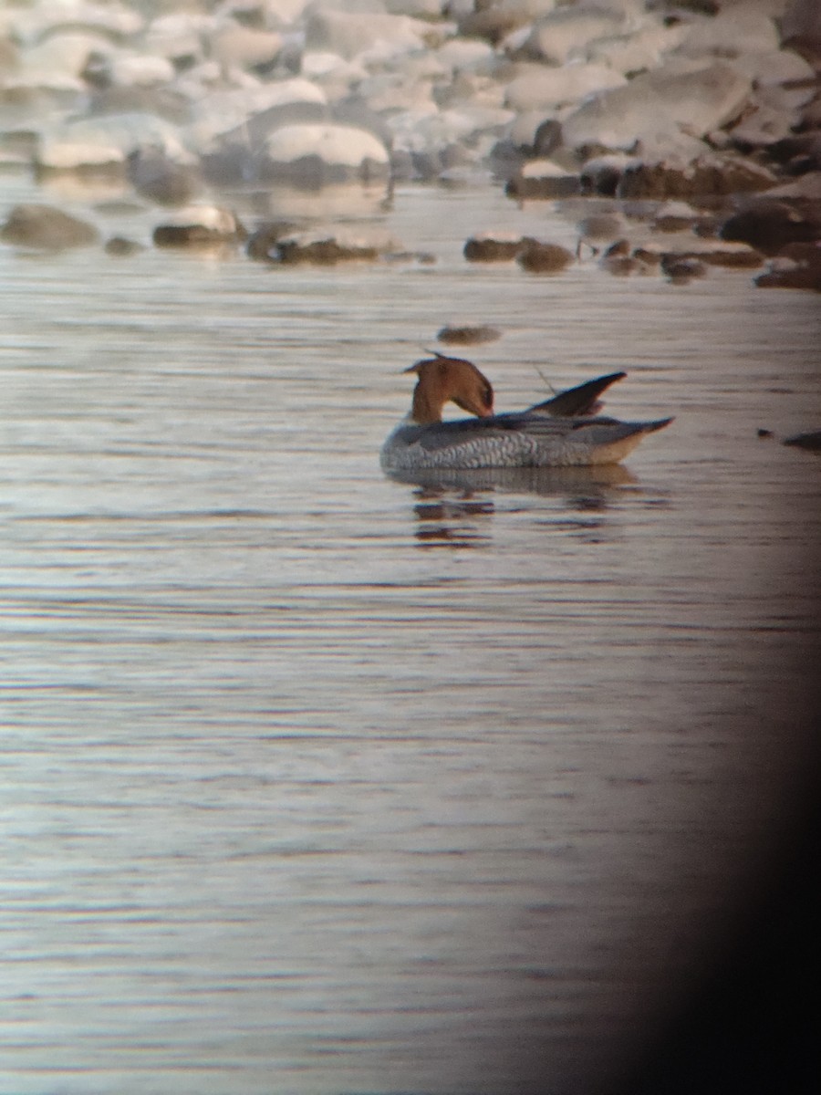 morčák šupinatý - ML645495483