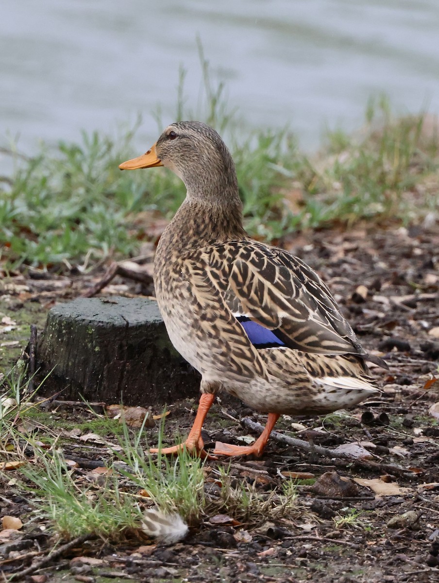 Basahatea - ML645495493