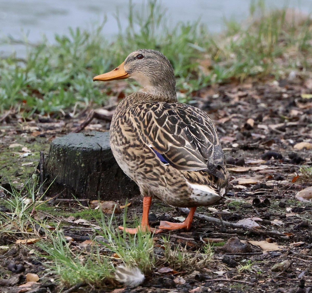 Basahatea - ML645495494