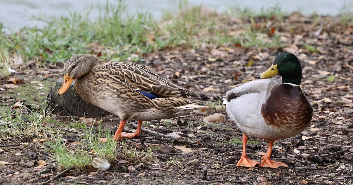 Basahatea - ML645495495