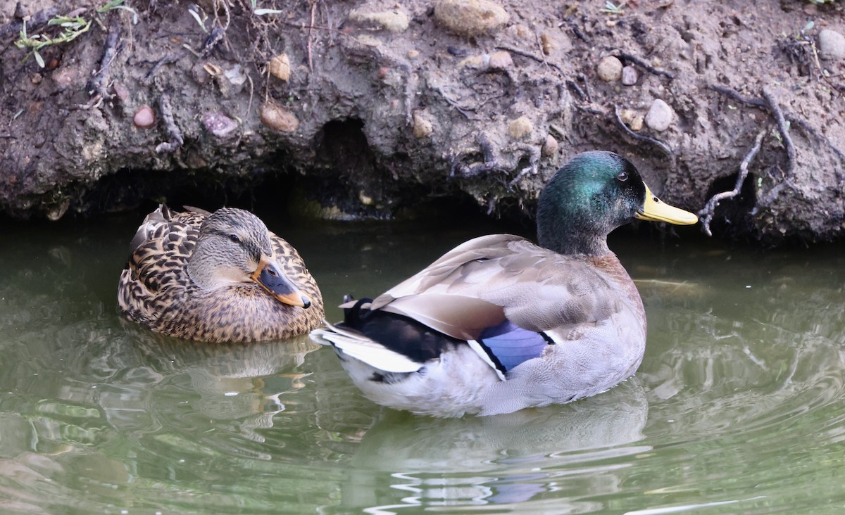 Basahatea - ML645495496