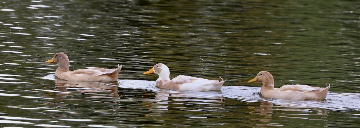 Basahatea (etxekoa) - ML645495515