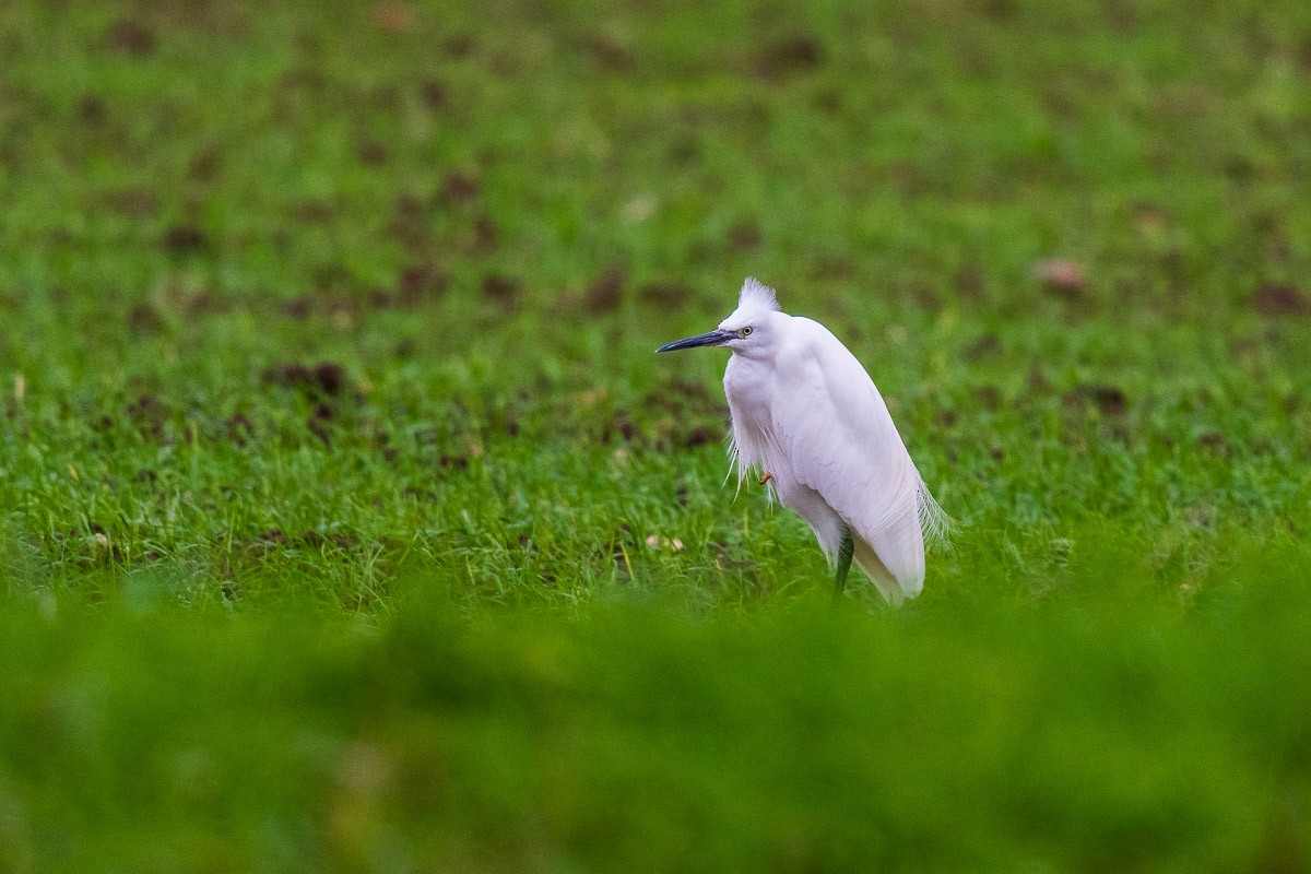 Little Egret - ML645495534