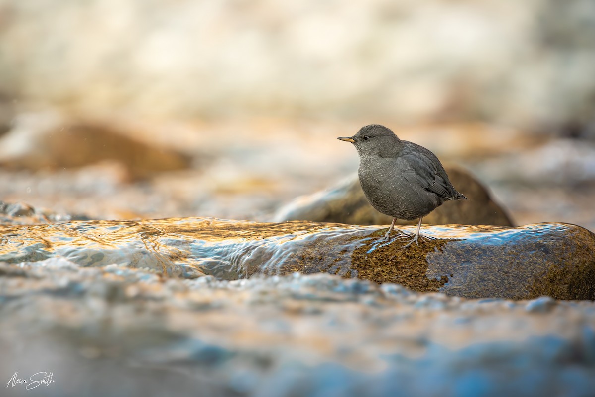 Ur-zozo iparramerikarra - ML645495541