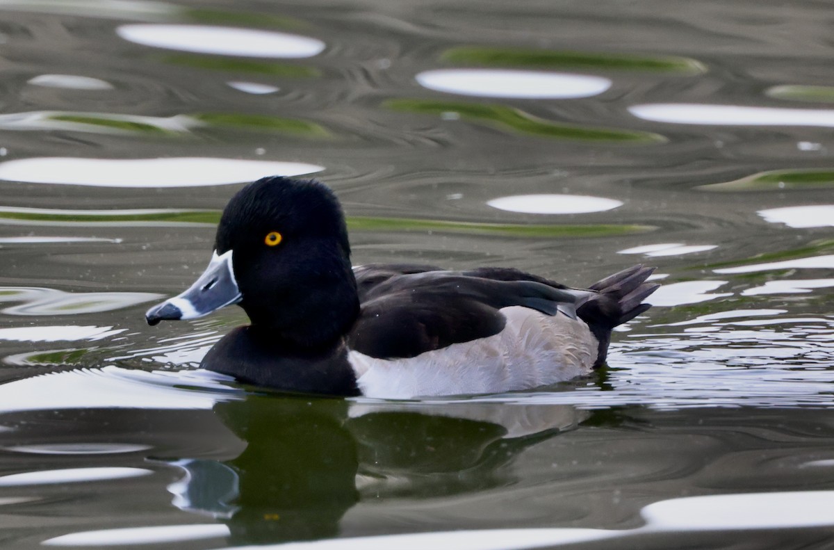 Murgilari lepokoduna - ML645495555