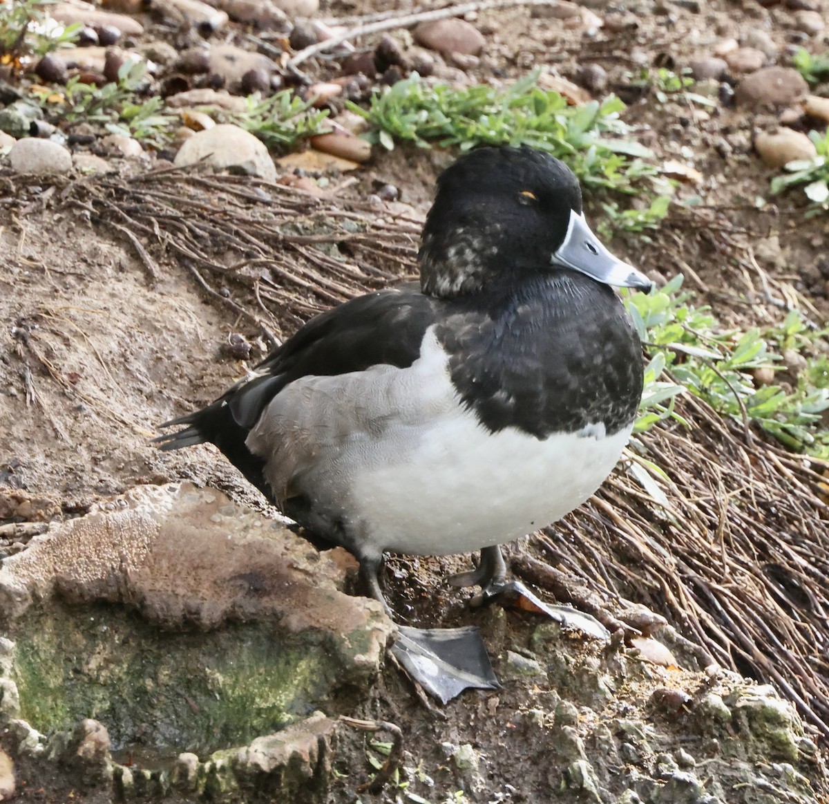 Murgilari lepokoduna - ML645495556