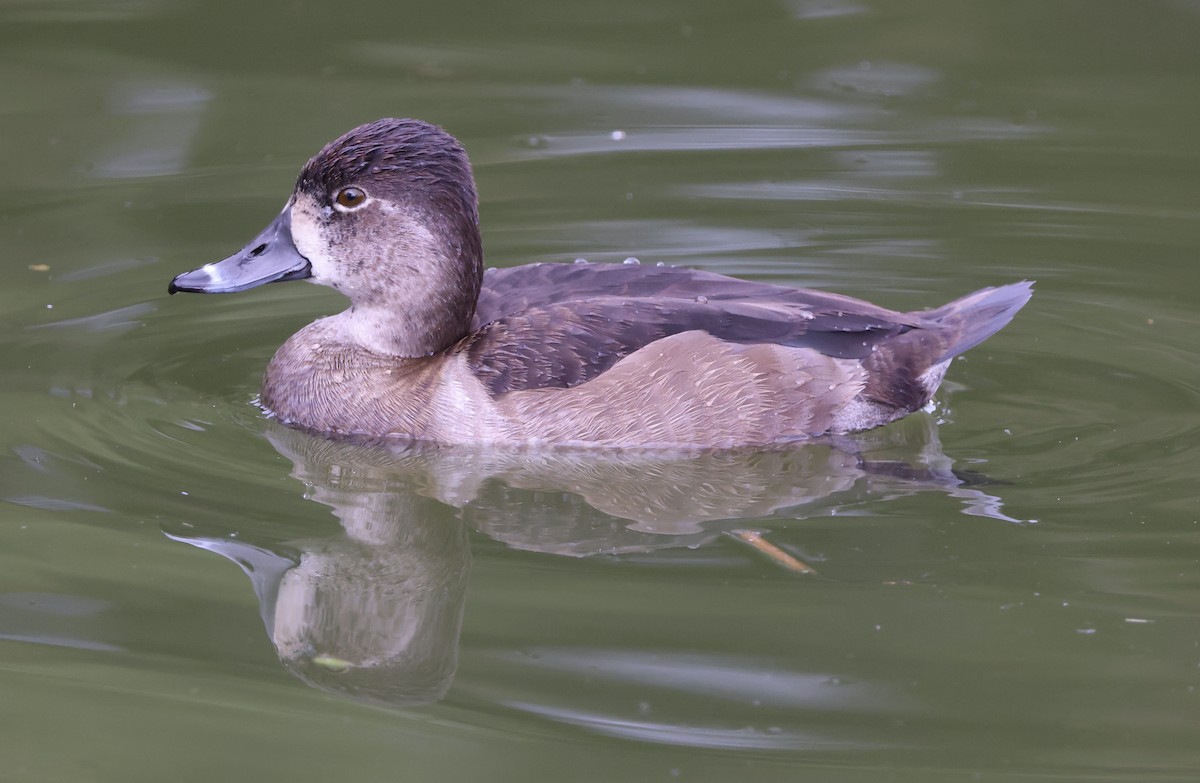 Murgilari lepokoduna - ML645495557