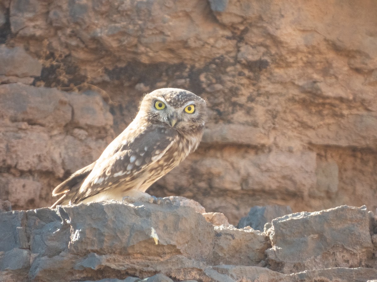 Little Owl - ML645495565