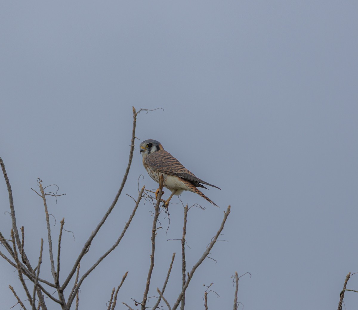 American Kestrel - ML645495568