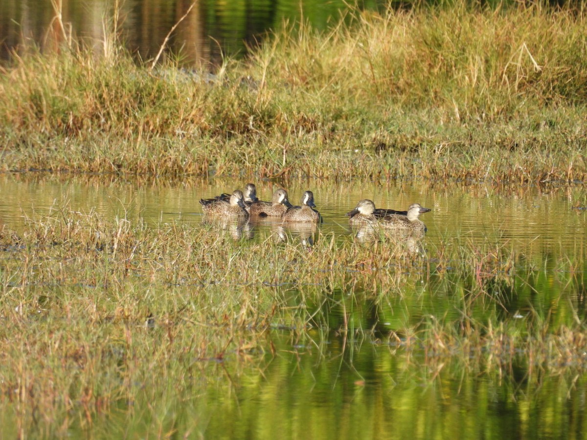 Zertzeta hegalurdina - ML645495590