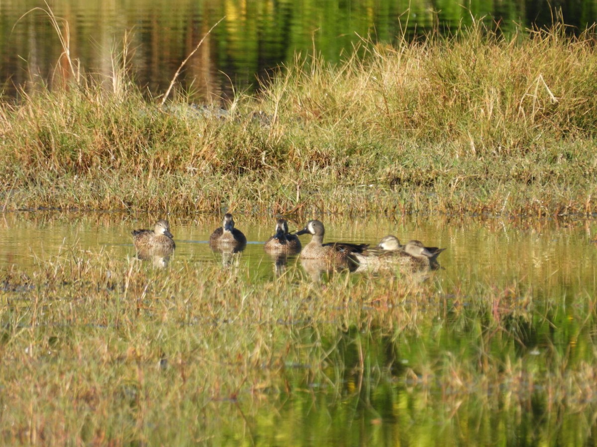 Zertzeta hegalurdina - ML645495591