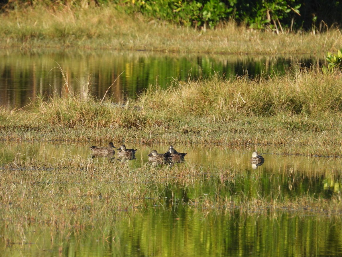 Zertzeta hegalurdina - ML645495592