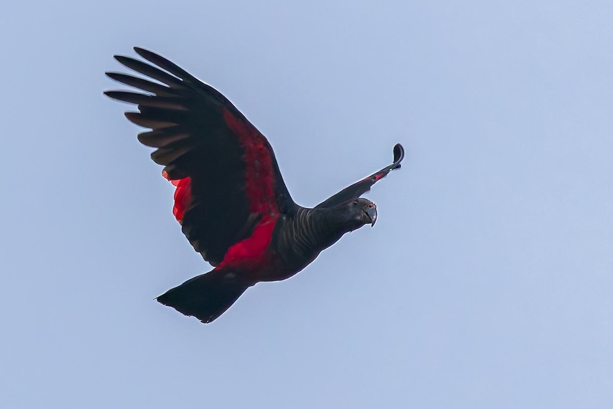 Pesquet's Parrot - ML645495595