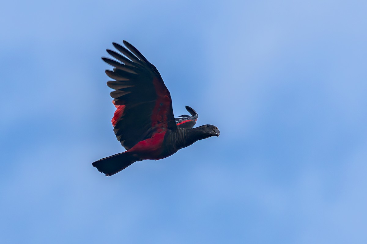 Pesquet's Parrot - ML645495596