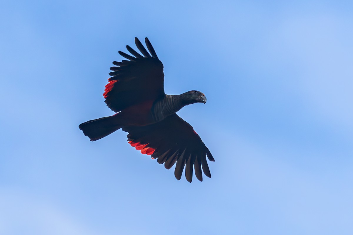 Pesquet's Parrot - ML645495597