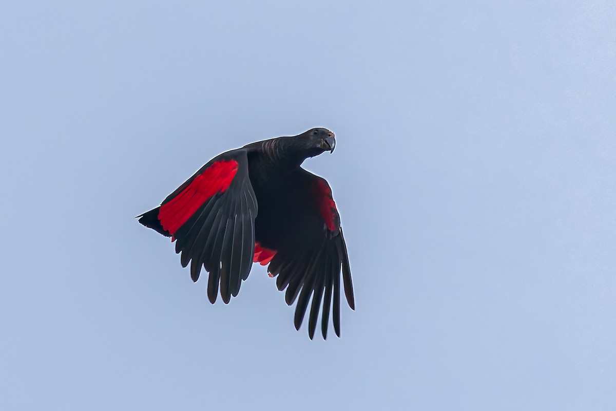 Pesquet's Parrot - ML645495598