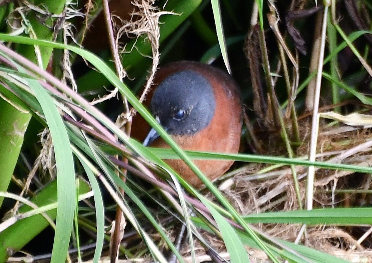 Ruddy Crake - ML645495603