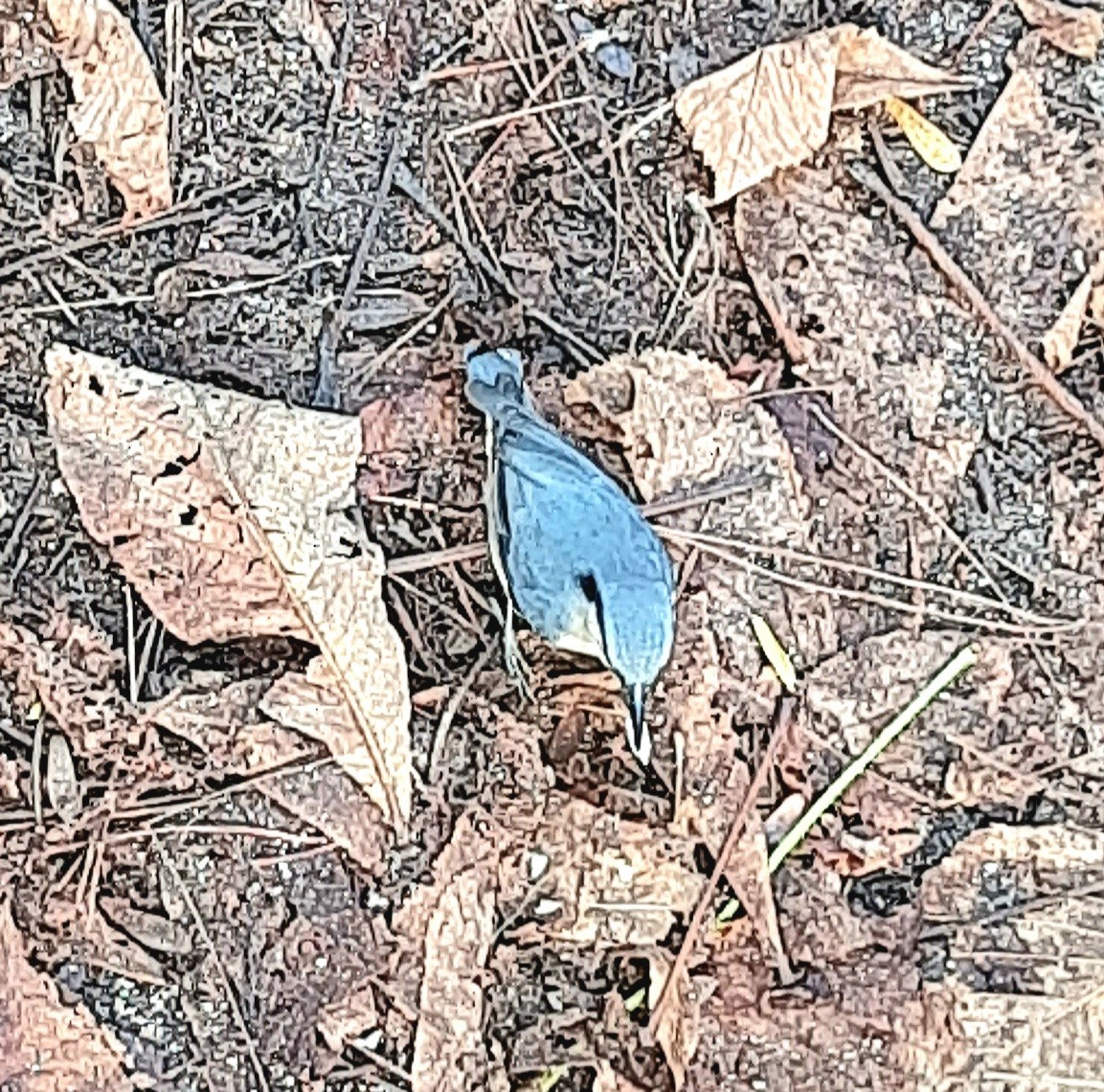 Garrapo eurasiarra - ML645495606