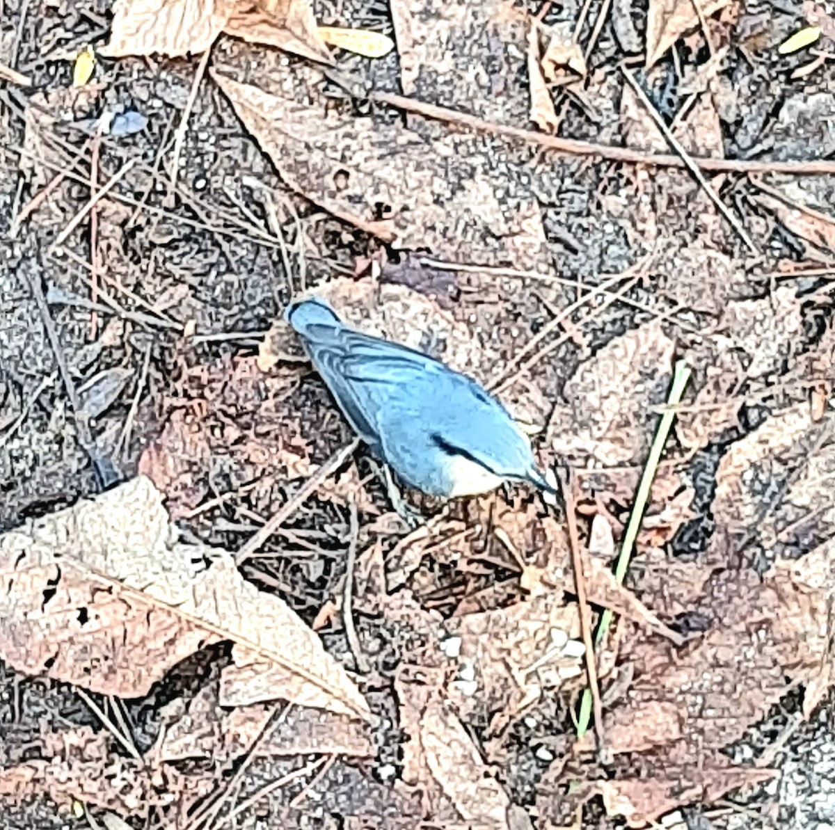 Garrapo eurasiarra - ML645495607