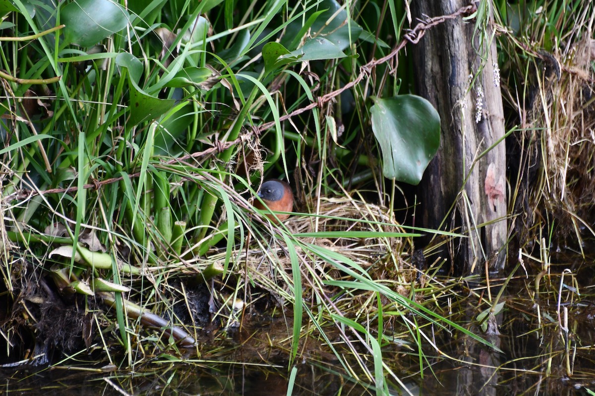 Ruddy Crake - ML645495613