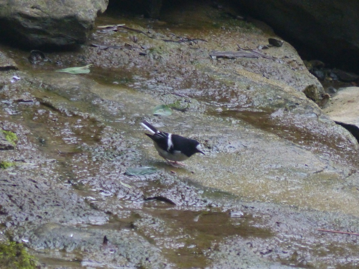 小剪尾 - ML645495622