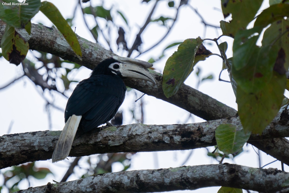 Palawan Hornbill - ML645495623