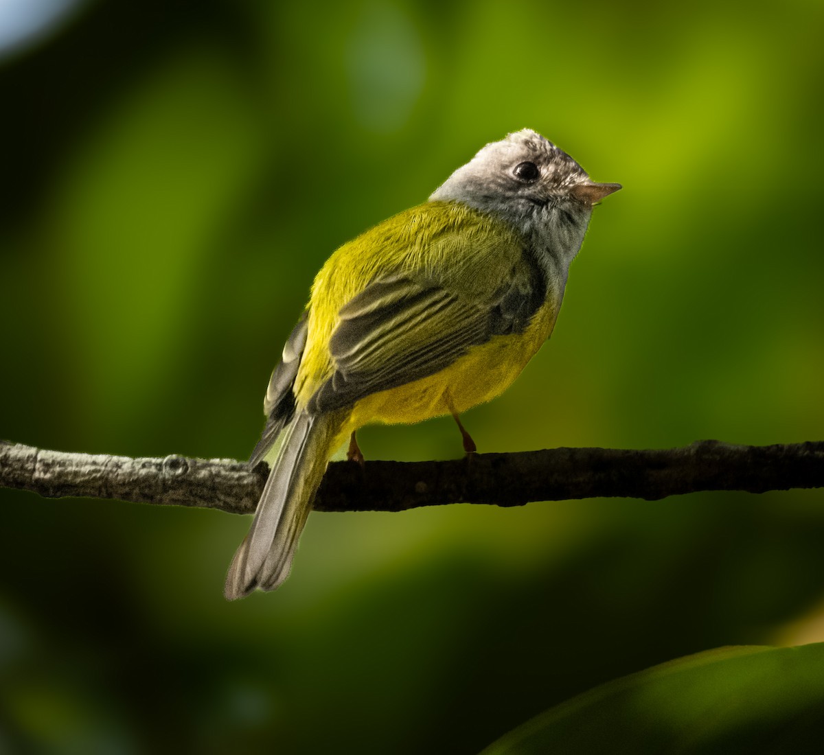 Gray-headed Canary-Flycatcher - ML645495624