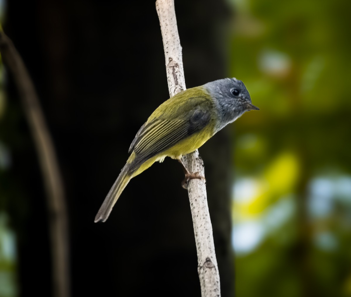 Gray-headed Canary-Flycatcher - ML645495625
