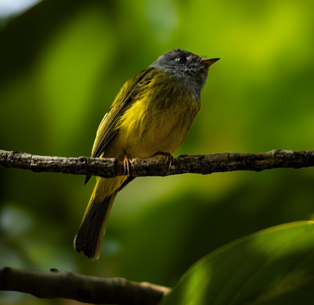 Gray-headed Canary-Flycatcher - ML645495626