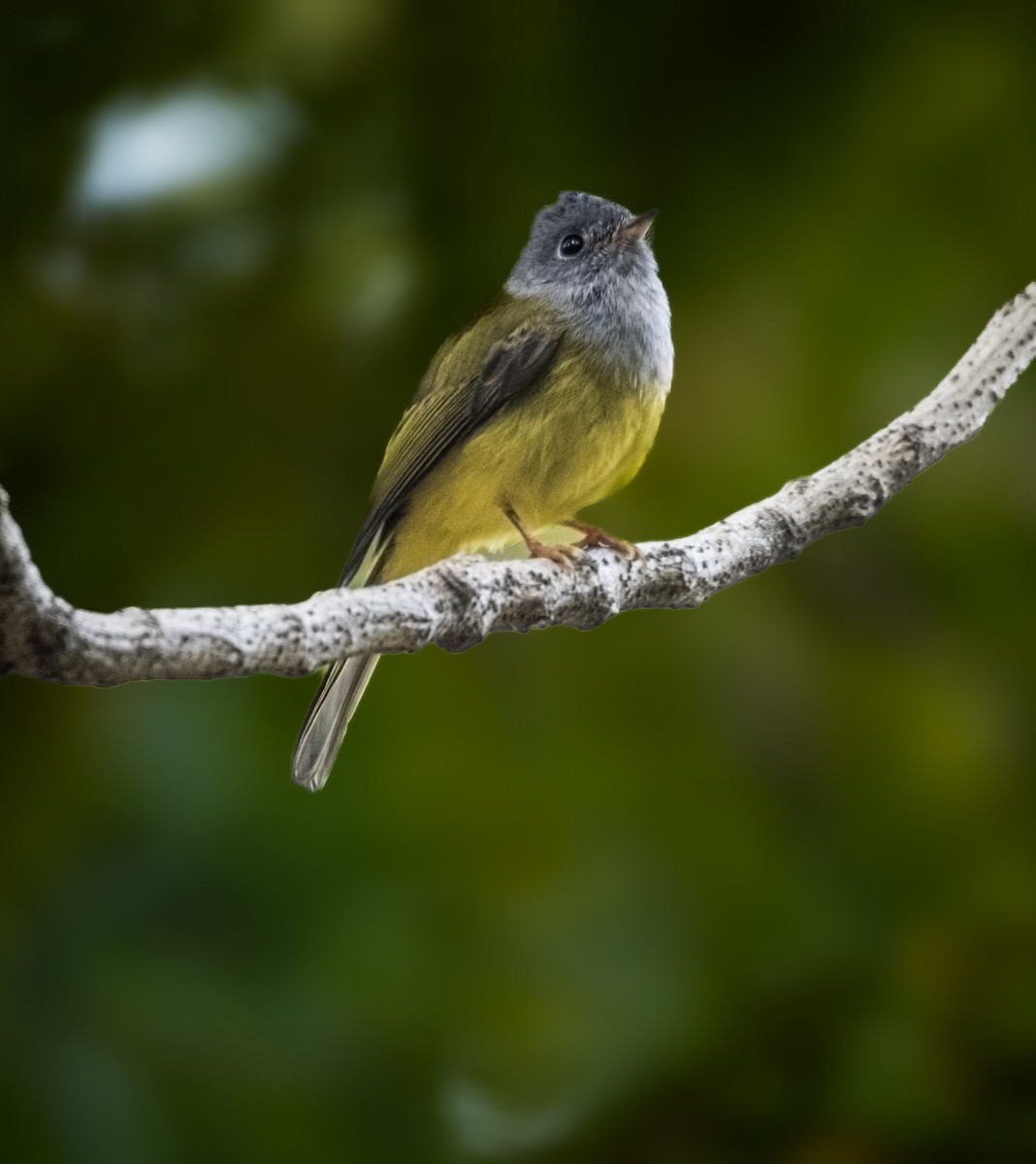 Gray-headed Canary-Flycatcher - ML645495627
