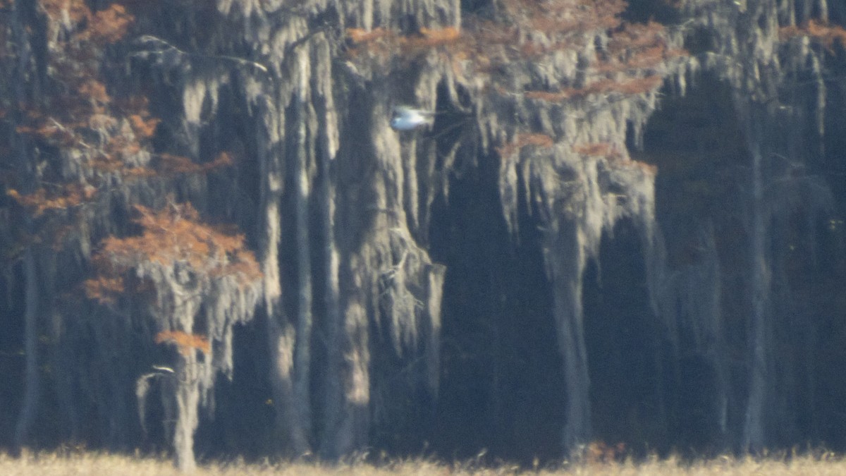 Bonaparte's Gull - ML645495628