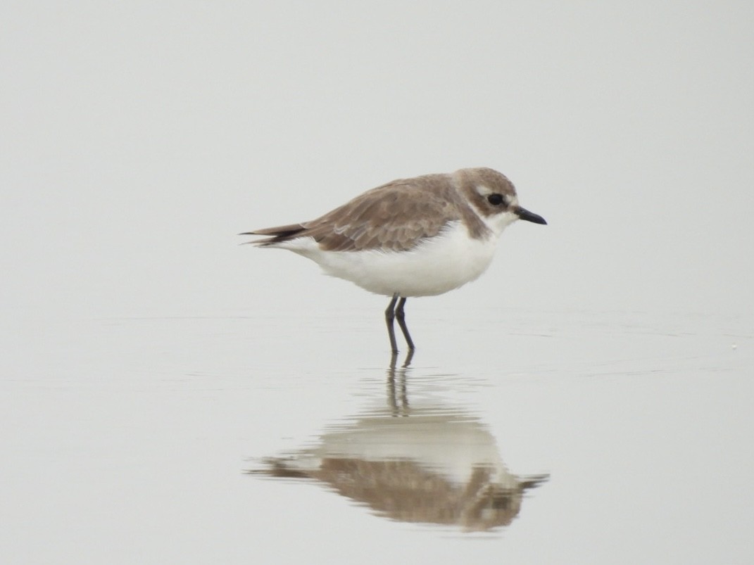 Tibet Cılıbıtı - ML645495634