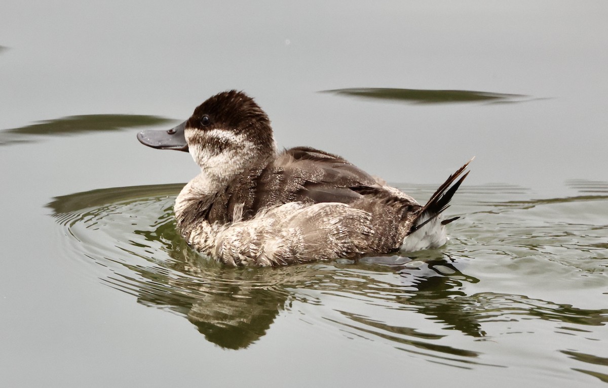 Ahate herdoiltsua - ML645495635