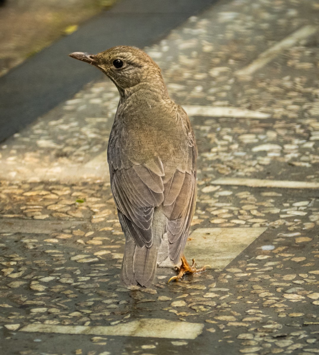 קיכלי תכלכל - ML645495636