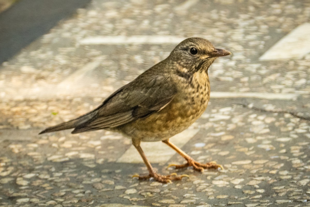 קיכלי תכלכל - ML645495637