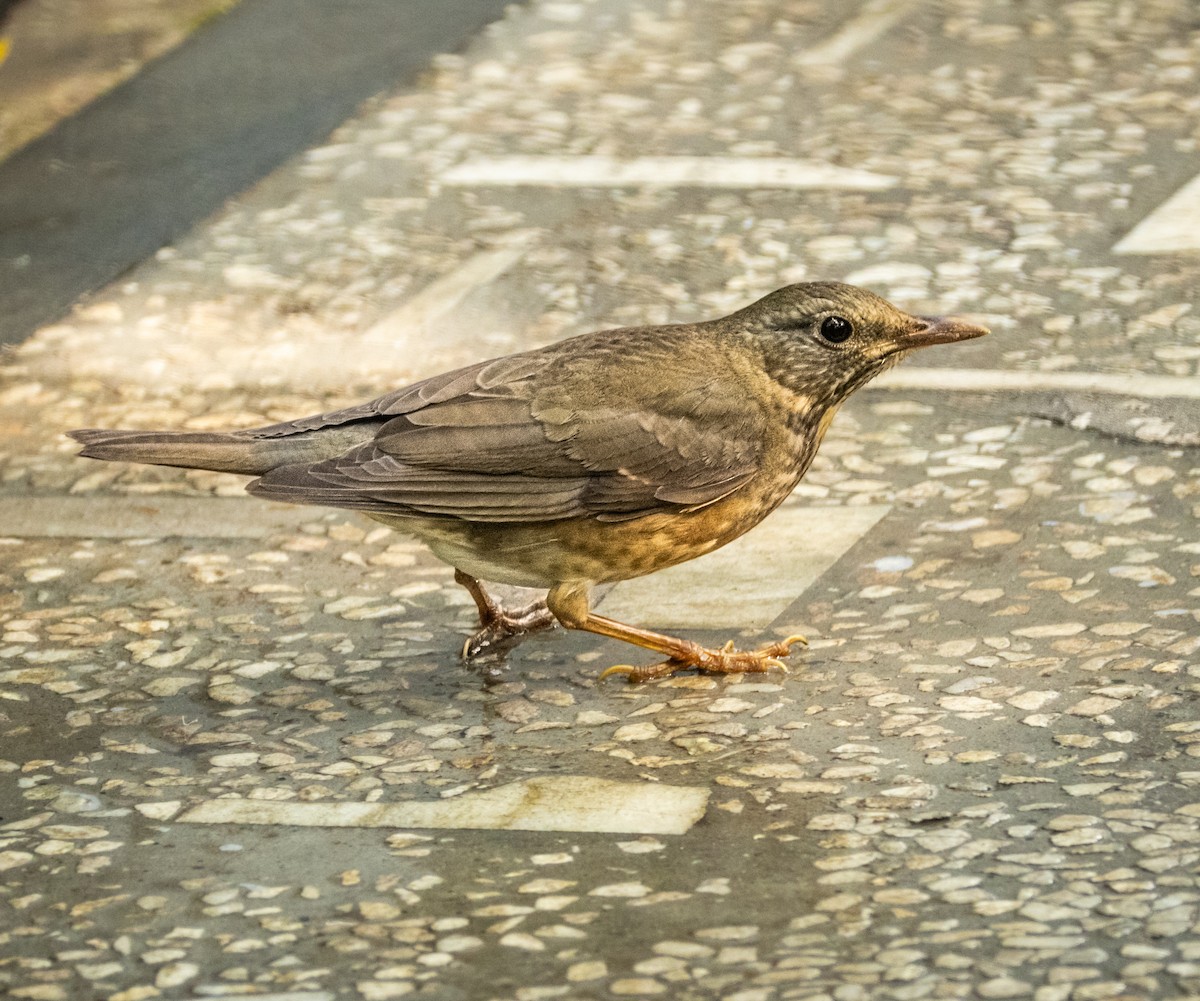 קיכלי תכלכל - ML645495638