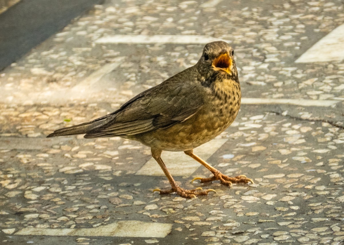 קיכלי תכלכל - ML645495639