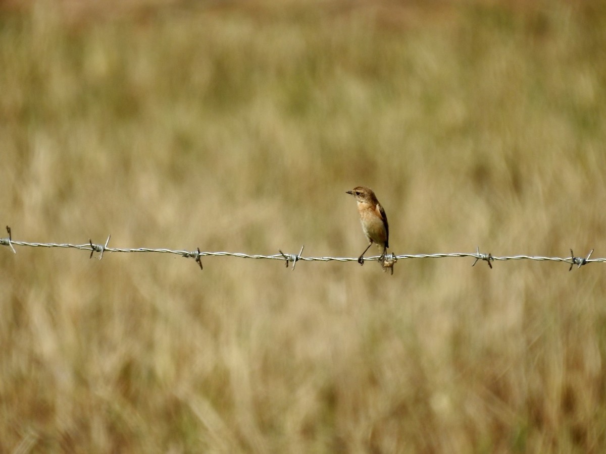 Amur Stonechat - ML645495649