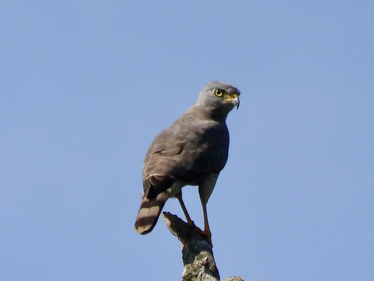 Roadside Hawk - ML645495652