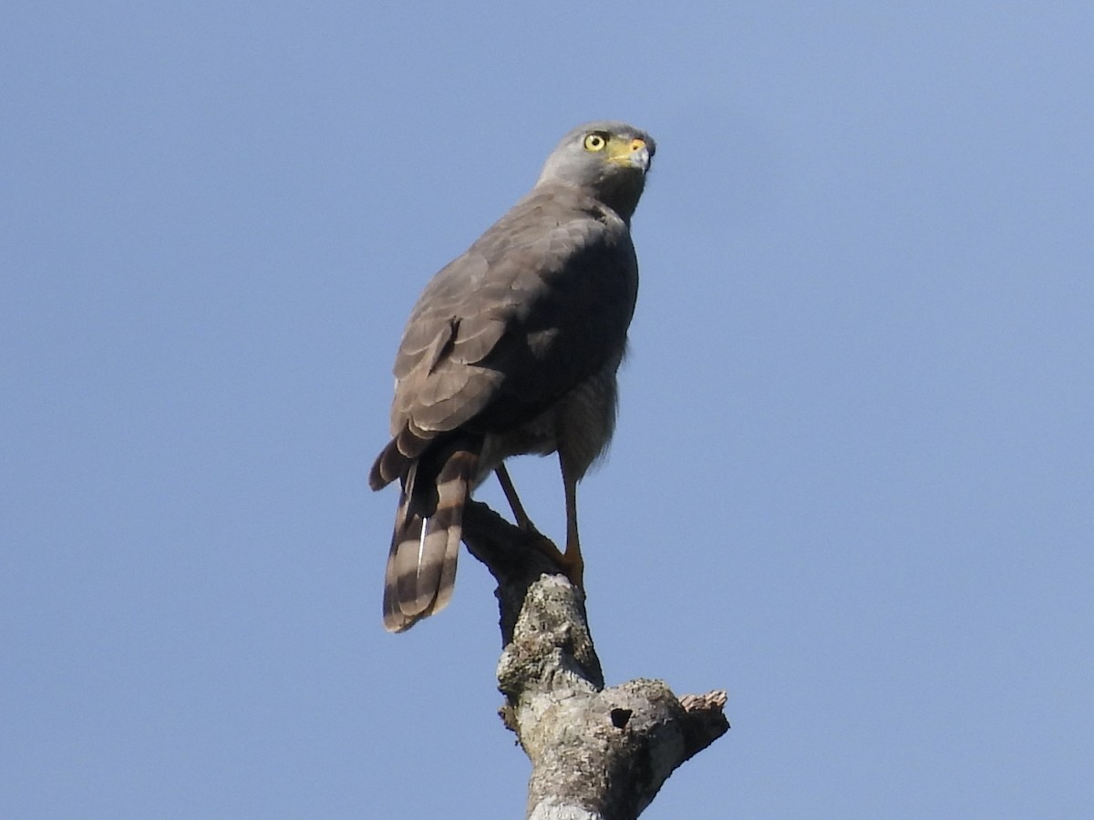 Roadside Hawk - ML645495653