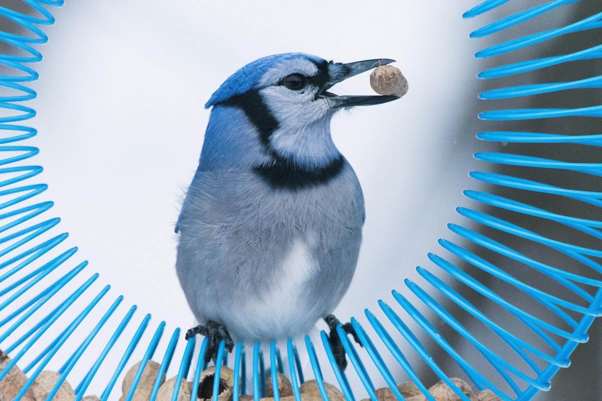 Chara Azul - ML645495655