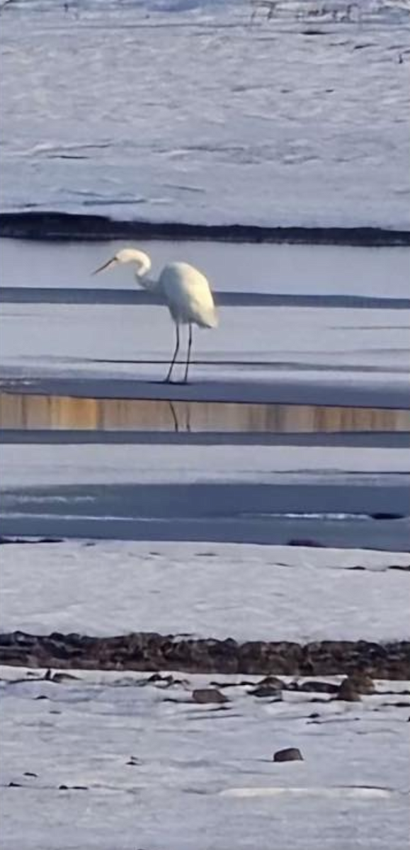 Цасч дэглий - ML645495657