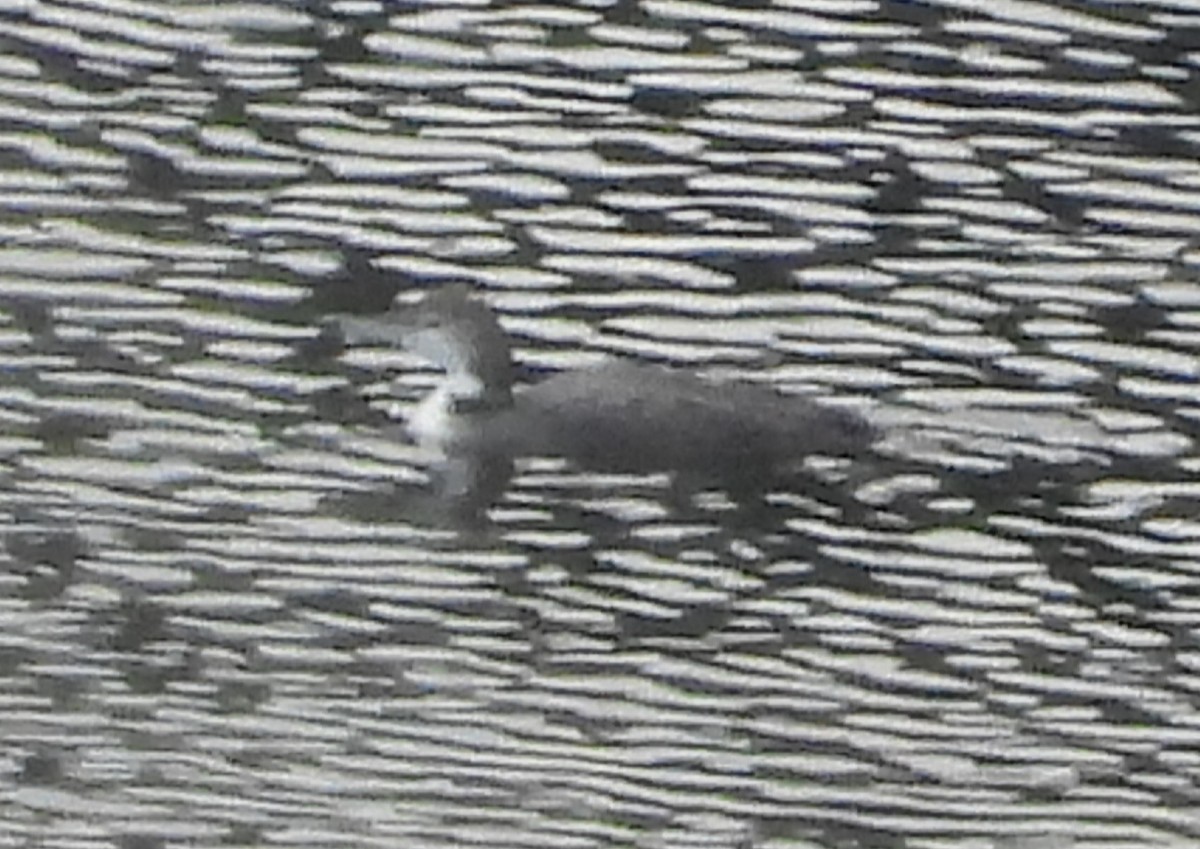 Common Loon - ML645495659