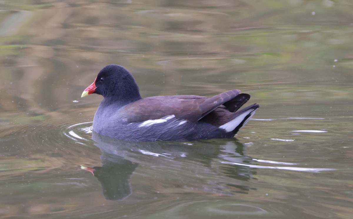 Uroilo amerikarra - ML645495660