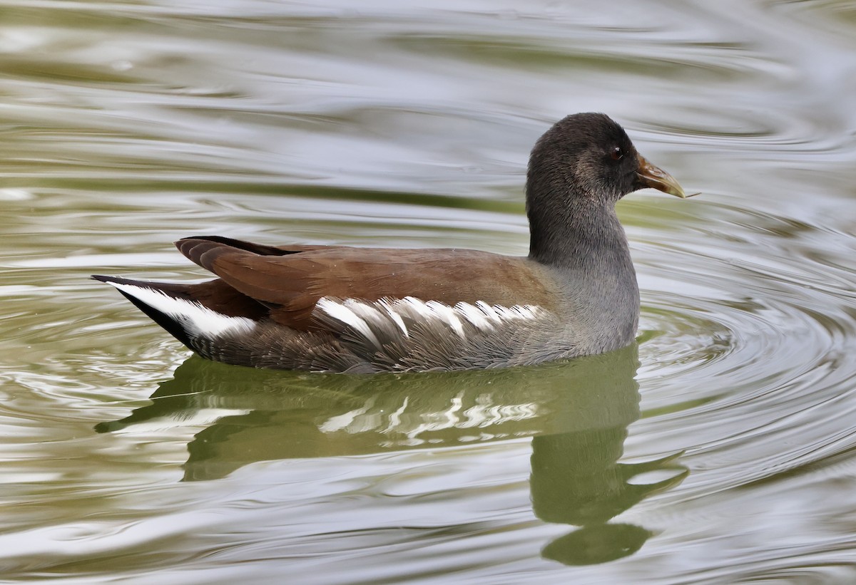 Uroilo amerikarra - ML645495662