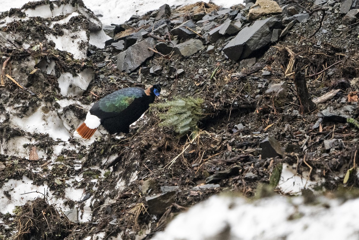 Sclater's Monal (Band-tailed) - ML645495663