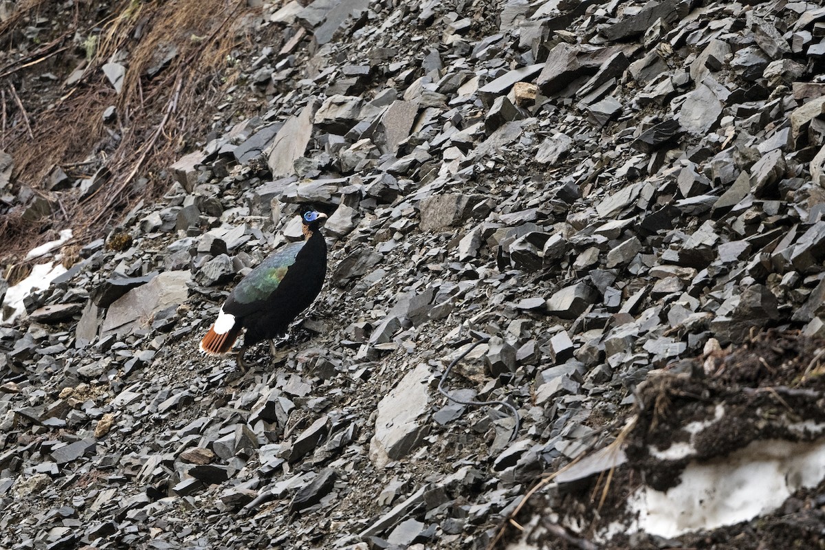 Monal Coliblanco (sclateri/orientalis) - ML645495676